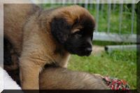 leonberger 007.jpg